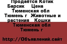 Продаётся Котик Барсик. › Цена ­ 300 - Тюменская обл., Тюмень г. Животные и растения » Кошки   . Тюменская обл.,Тюмень г.